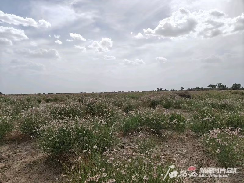 新疆人大用法治力量推動生態文明建設